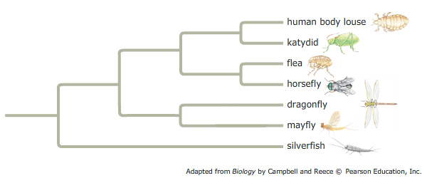 25 Phylogenetic Diagram Used By Cladists - Wiring Diagram List