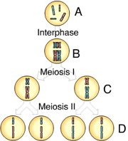 Do You Know About Gamete Cell? - ProProfs Quiz