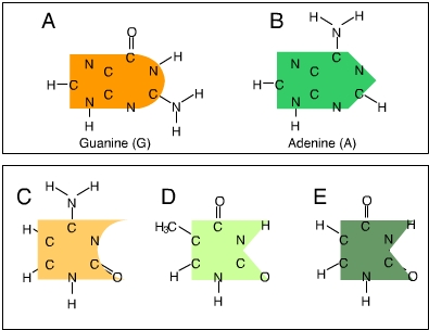 The figure shows two types of nitrogen bases. The first type contains two bases: guanine, marked A, and adenine, marked B. The second contains three other: C, D, E. The bases A and B consist of a six-membered ring attached to  five-membered ring. The bases C, D, and E have only six-membered ring in their structure.