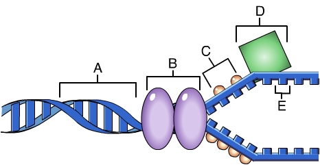 The figure shows the replication of the DNA. Each letter marks the definite structure. Letter A marks the part of a double-stranded DNA. Letter B marks the enzyme, which cuts the bonds between two strands of DNA. Letter C marks the structures, which prevent the linking of the DNA strands. Letter D marks the substance, which binds to DNA strand and initiates the synthesis. Letter E marks the component of the DNA strand.