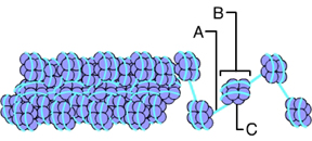 The figure shows the complex of globules containing eight subunits. Around each of these globules filamentary structure forms about two turns. Letter A marks the filamentary structure. Letter B marks one of the globules. Letter C marks one subunit of the globule.