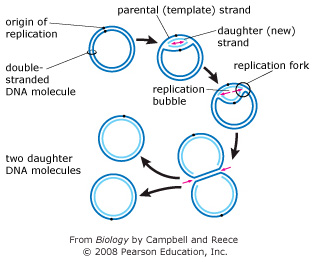 Diagram showing DNA replication in a circular chromosome. For simplicity, the double-stranded DNA is shown as two concentric circles. There is one origin of replication, where the two parental strands (shown in dark blue) separate, forming a replication bubble. At each end of the replication bubble is a replication fork (indicated by a pink arrow) where the parental strands are unwound and new daughter strands (shown in light blue) are synthesized. The replication forks move away from the origin and expand the replication bubble. As the light blue strands elongate, the two double-stranded circles that are forming start to peel off from each other. The end result is two separate, identical daughter DNA molecules, each composed of one parental strand (dark blue) and one new strand (light blue). 