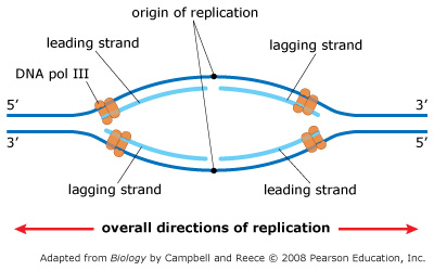 Diagram showing a replication bubble with replication forks on the left and the right of the origin of replication. The top parental DNA strand goes 5' to 3' and the bottom parental DNA strand goes 3' to 5'. At each replication fork, two DNA pol IIIs are synthesizing two new daughter strands. At the left replication fork, the top strand is the leading strand and the bottom strand is the lagging strand. At the right replication fork, the top strand is the lagging strand and the bottom strand is the leading strand. Replication proceeds to the left and to the right.