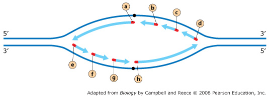Diagram showing a replication bubble. The top parental DNA strand goes 5' to 3' and the bottom parental DNA strand goes 3' to 5'. Four segments of new DNA are being synthesized inside the bubble--two as leading strands and two as lagging strands. One leading strand is in the top left, and its single primer is labeled (a) near the origin of replication. The other leading strand is in the bottom right, and its single primer is labeled (h) near the origin of replication. One lagging strand is in the top right, and its three primers are labeled left to right (b), (c), and (d). The other lagging strand is in the bottom left, and its three primers are labeled left to right (e), (f), and (g). 