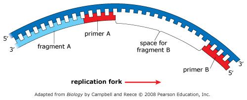 Diagram showing a lagging strand being synthesized on a dark blue parental strand running 5' to 3'. The replication fork is off to the right. Fragment A (light blue) is on the far left and is the most recently synthesized Okazaki fragment. Primer A (red) sets just to the right of fragment A. Then there is a space for fragment B. Then there is primer B (red) at the right end of the diagram, before the replication fork.