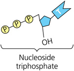 The figure shows a diagram of a nucleoside triphosphate. It consists of three phosphate groups joined successively to five-membered sugar, which is joined to a nitrogen base labeled T.