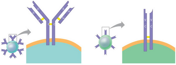 Chapter 43 The Immune System Guide Answers