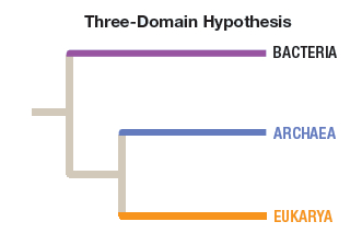 3 domain hypothesis