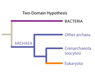 2 domain hypothesis