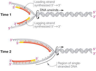 sections of copied dna created on the lagging strand
