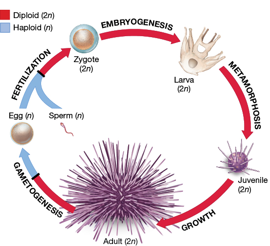 Solved Part A A Few Sea Urchins Produce Very Large Yolkf...